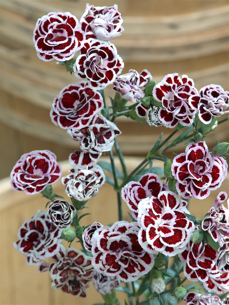 Milan (Italy) - Carnations flowers at Orticola 2013